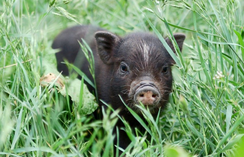 Черкаські свинарі припинили обрізати хвости поросятам