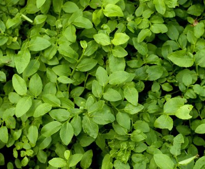 Лікувальні властивості листя чорники: користь та шкода