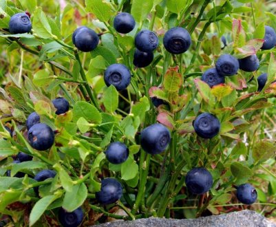 Висадження та вирощування садової жостеріці