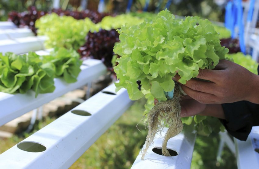 Фермери Флориди віддадуть надлишки продукції малозабезпеченим громадянам Фермери Флориди віддадуть надлишки продукції малозабезпеченим громадянам