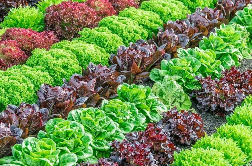 Фермери Флориди віддадуть надлишки продукції малозабезпеченим громадянам Фермери Флориди віддадуть надлишки продукції малозабезпеченим громадянам