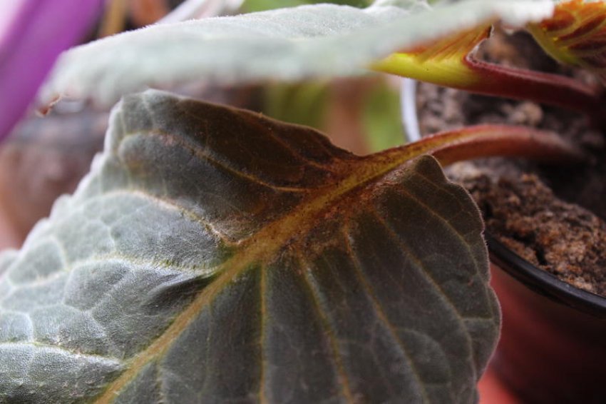 Трисы на глоксинії