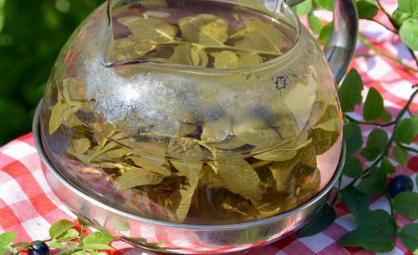 Чай из листьев черники польза thumbnail