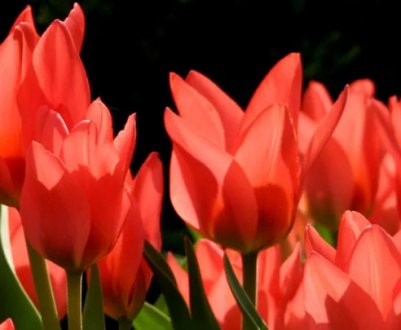 Описание и строение тюльпана