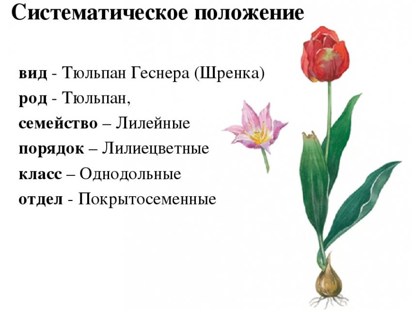 Какой тип питания характерен для тюльпана лесного. Семейство Лилейные строение тюльпана. Систематика растения тюльпана обыкновенного. Строение тюльпана Шренка. Описание цветков семейства Лилейные.