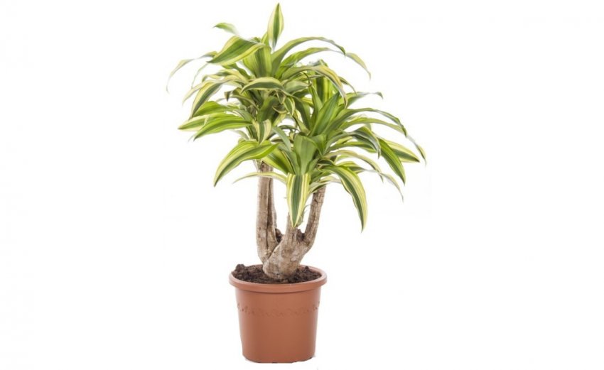 Фрагранс Линдени