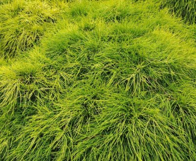 Кипарисовик горохоплодный Санголд: описание растения, его посадка и уход