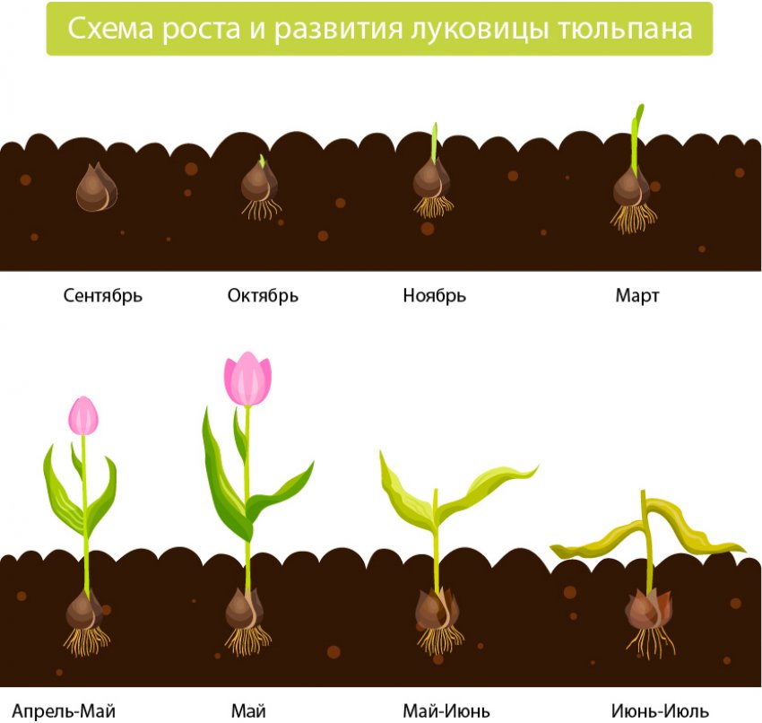 Тюльпан к чему относится. Смотреть фото Тюльпан к чему относится. Смотреть картинку Тюльпан к чему относится. Картинка про Тюльпан к чему относится. Фото Тюльпан к чему относится