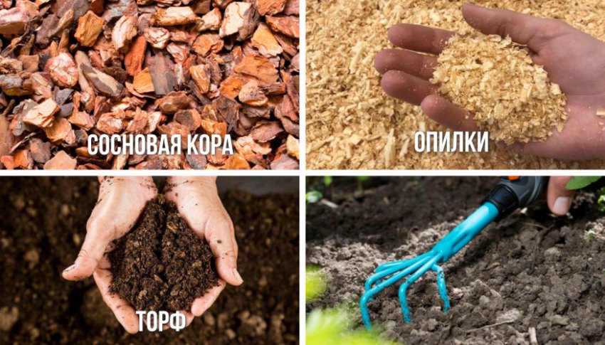 Материал для мульчирования кипарисовика и рыхление почвы Материал для мульчирования кипарисовика и рыхление почвы