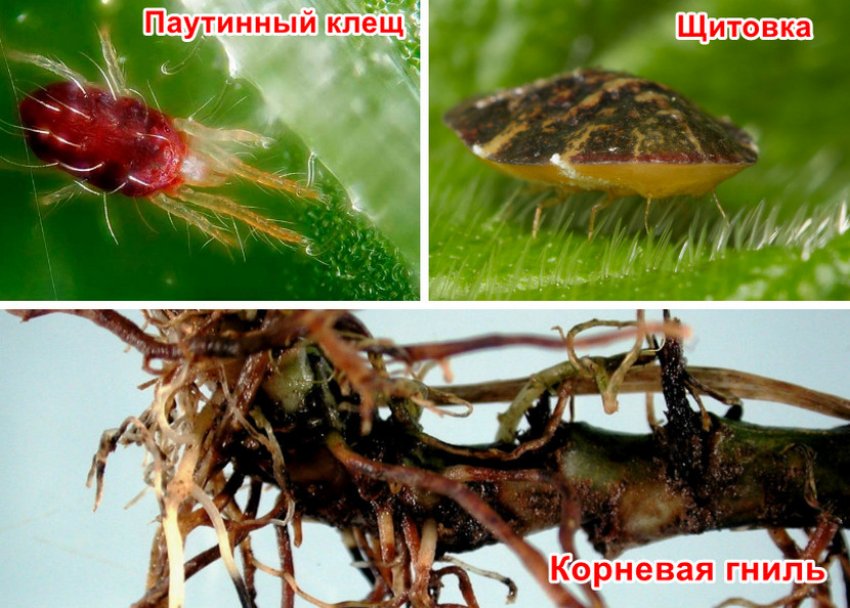 Вредители и болезнь кипарисовика