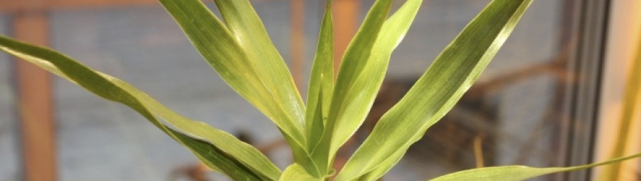 Драцена драконовая: опис, особливості догляду в домашніх умовах