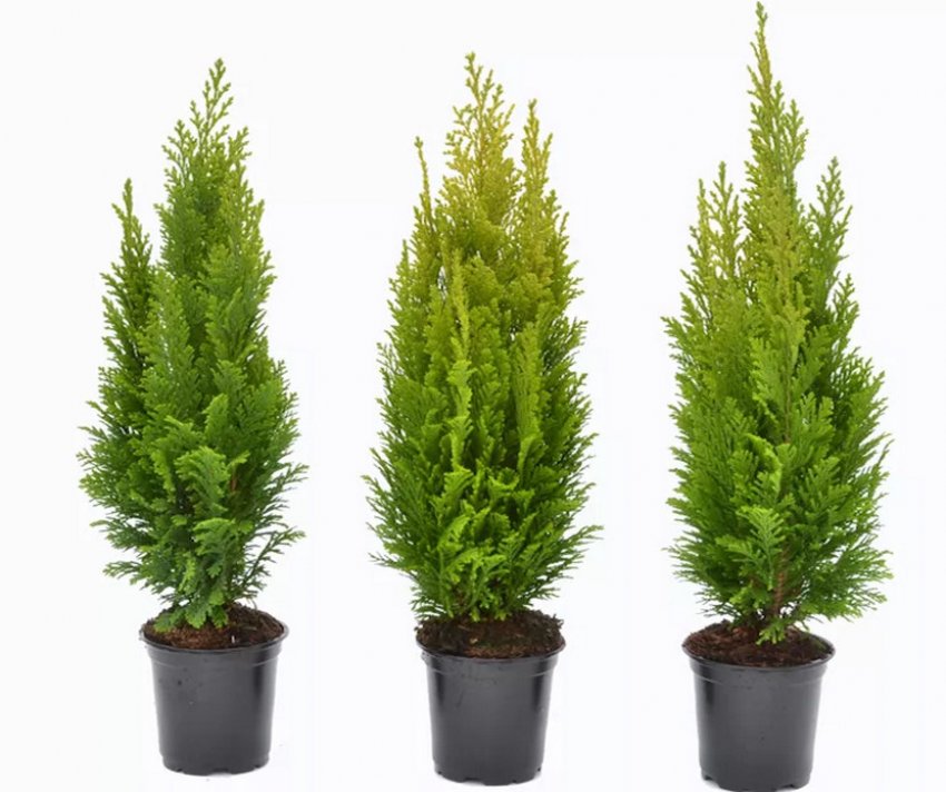 Емпайр Емпайр