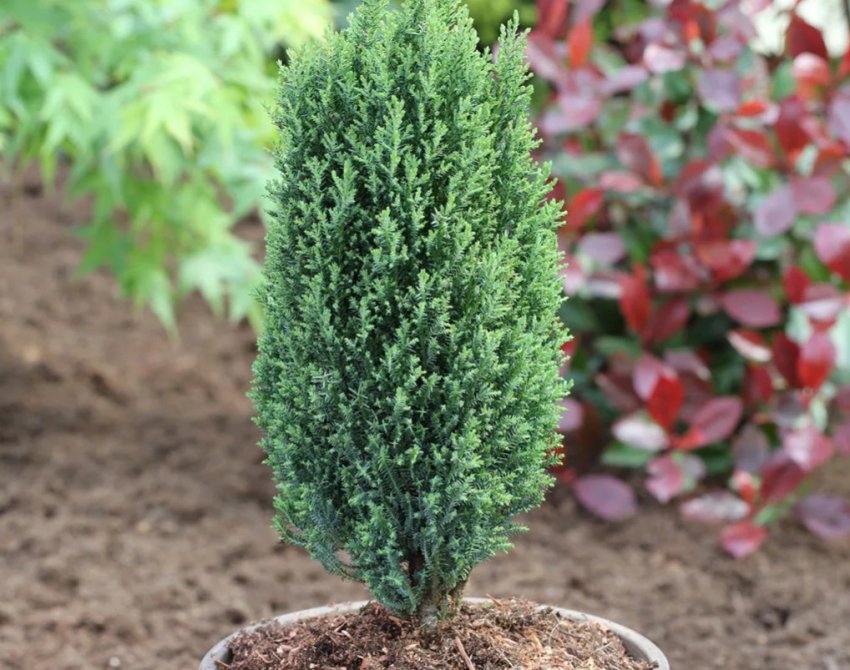 Пілар Пілар