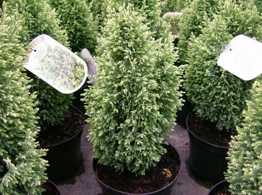 Білосніжка Білосніжка