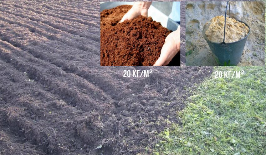 Підготовка ділянки для посадки кипарисовика Підготовка ділянки для посадки кипарисовика