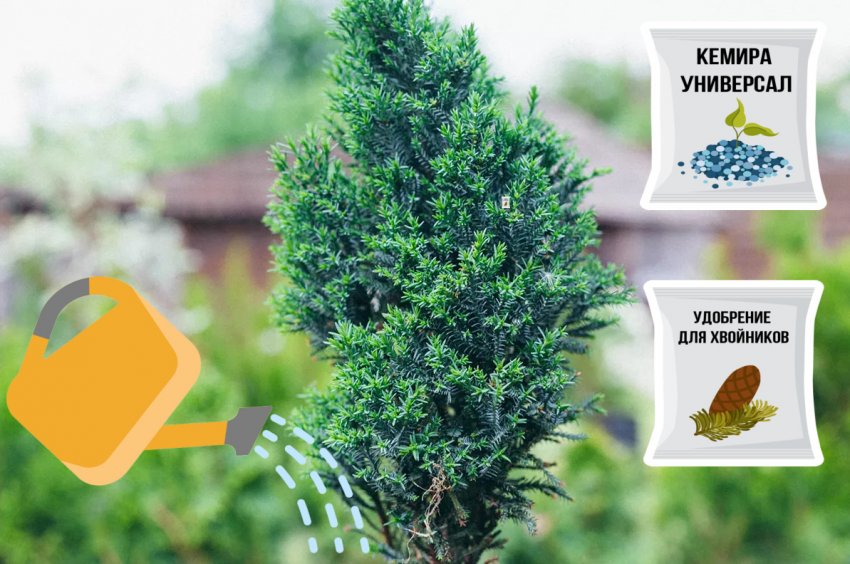 Полив та годування кипарисовика Полив та годування кипарисовика