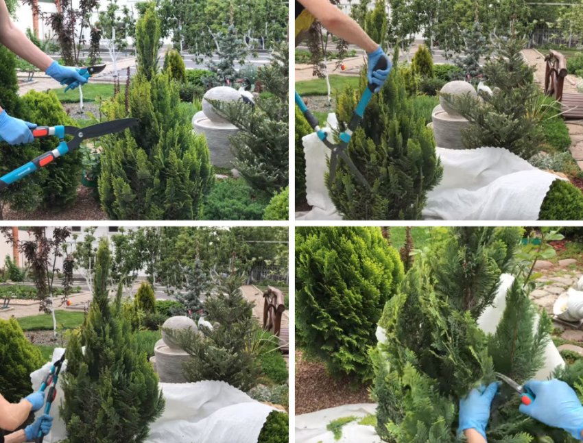 Обрізка кипарисовика Обрізка кипарисовика