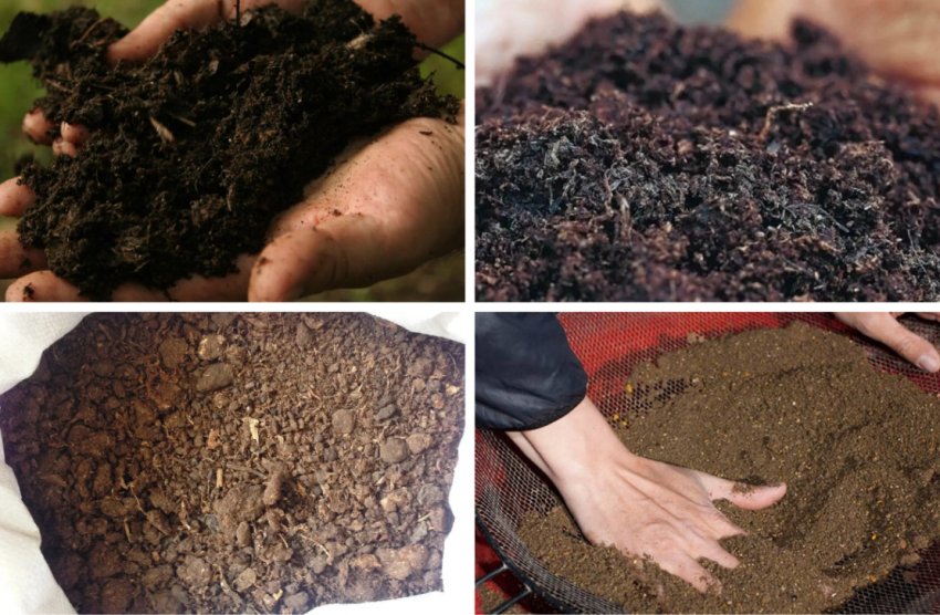 Підготовка ґрунту для пересадки кипарисовика Підготовка ґрунту для пересадки кипарисовика