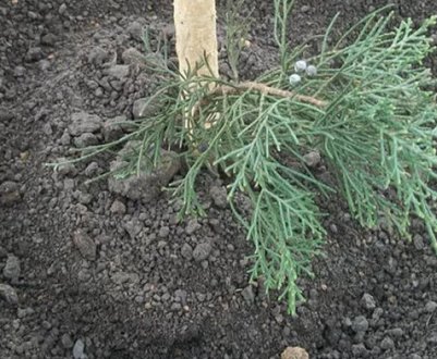 Як садити кипарисівник у відкритий ґрунт
