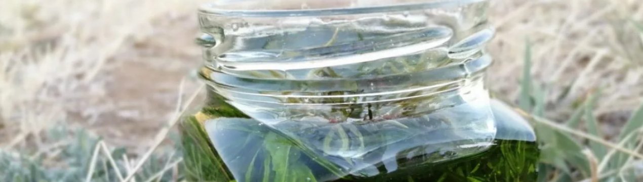 Рецепти з можжевельника