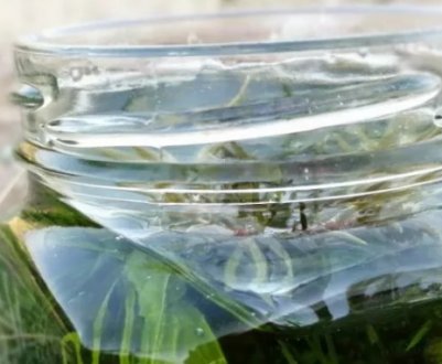 Рецепти з можжевельника