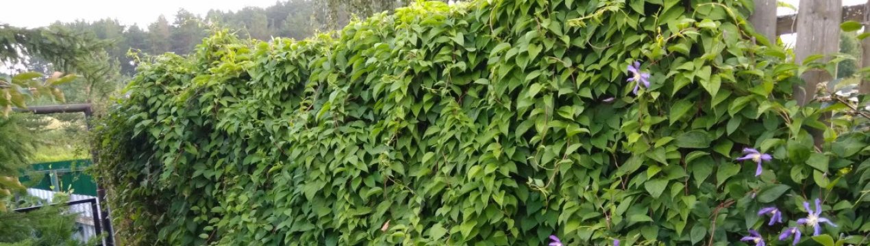 Как правильно ухаживать за лимонником на даче. Смотреть фото Как правильно ухаживать за лимонником на даче. Смотреть картинку Как правильно ухаживать за лимонником на даче. Картинка про Как правильно ухаживать за лимонником на даче. Фото Как правильно ухаживать за лимонником на даче