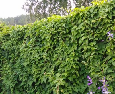 Цитрус лимонний (Citrus limon): посадка та догляд за ним на дачі