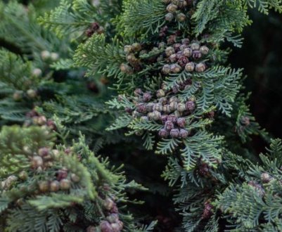 Кипарис Лавсона Колумнарис: опис рослини, її посадка та догляд