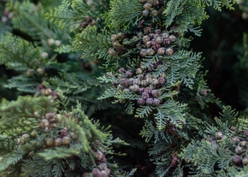 Кипарис Лавсона Колумнарис: опис рослини, її посадка та догляд