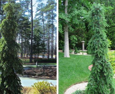 Опис сербської ялини Пендула Брунс, спосіб її висадки та догляд за нею