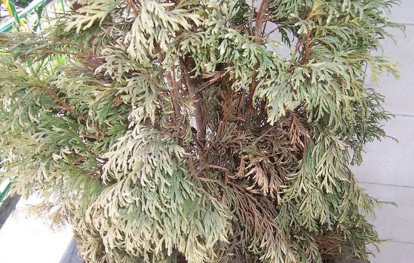 Фузаріоз кипарисовика Фузаріоз кипарисовика