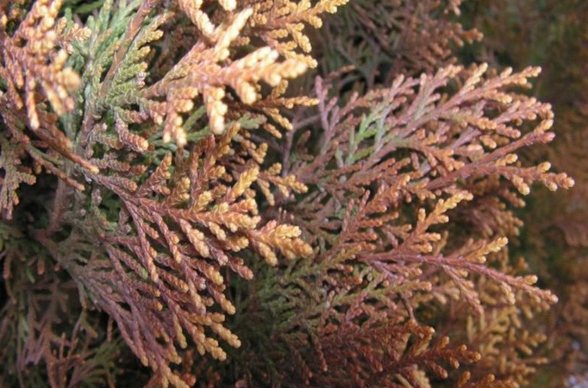 Буре шютте кипарисовика Буре шютте кипарисовика