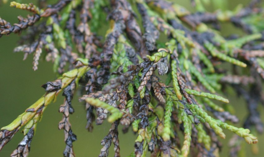 Фітофтороз кипарисовика Фітофтороз кипарисовика