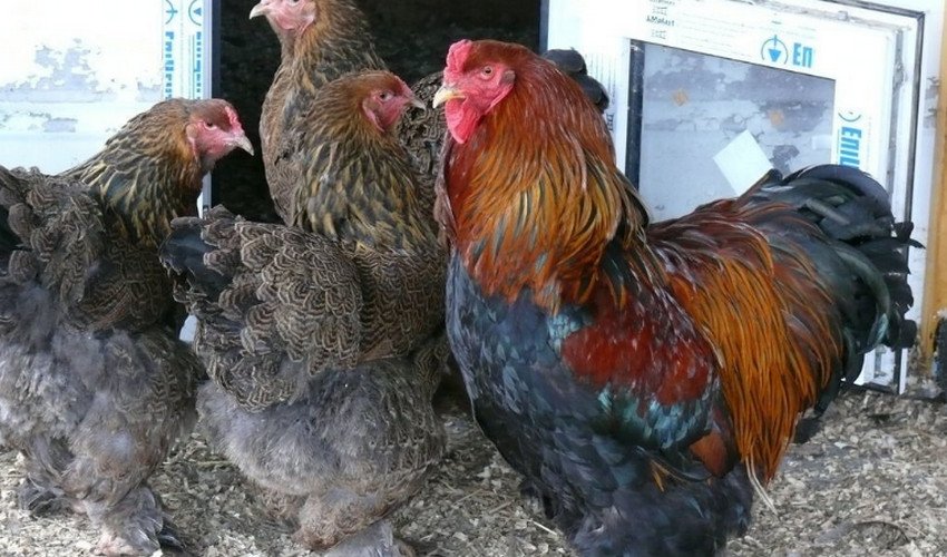 Брама куропатчатая Брама куропатчатая