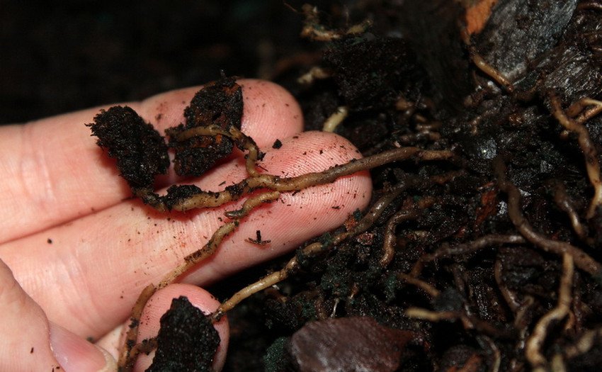 Коренева гниль кипарисовика Коренева гниль кипарисовика