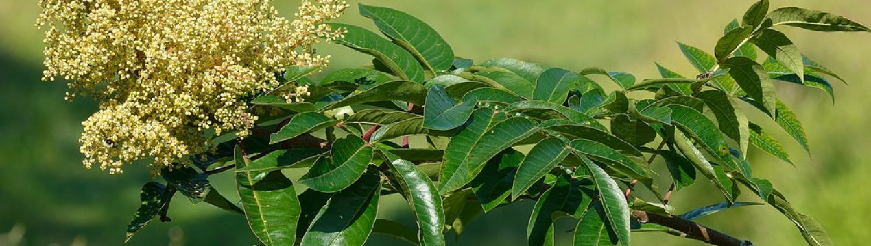 Клен канадський: опис виду та популярні сорти