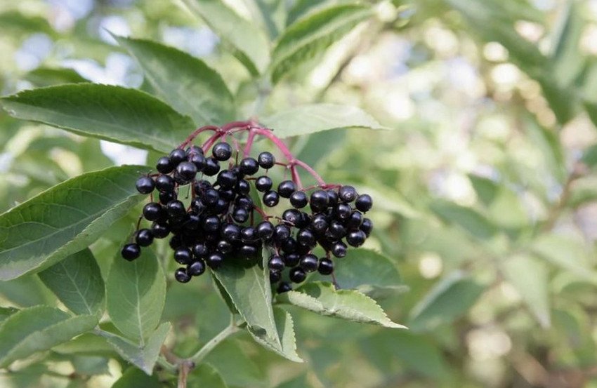 Бузина Chlorocarpa Бузина Chlorocarpa