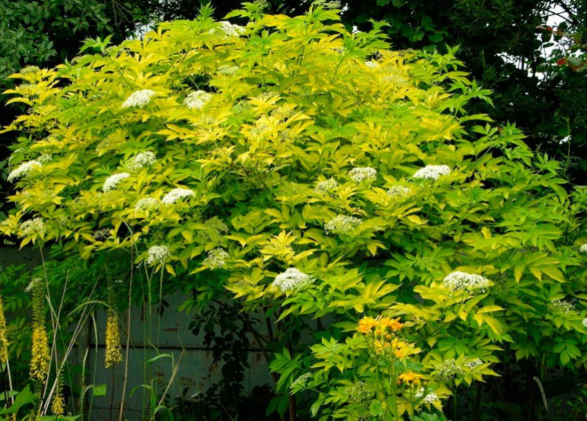 Бузина канадська Aurea Бузина канадська Aurea