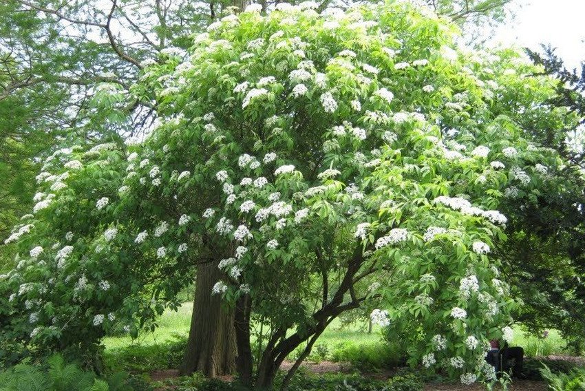 Sambucus canadensis Sambucus canadensis