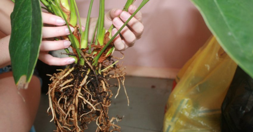 Пересадка антуріума