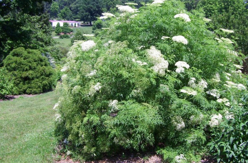 Бузина канадська Acutiloba Бузина канадська Acutiloba