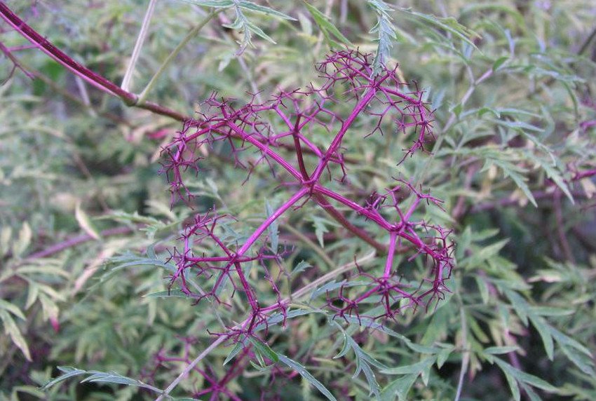 Кисть бузини канадської Acutifolia Кисть бузини канадської Acutifolia