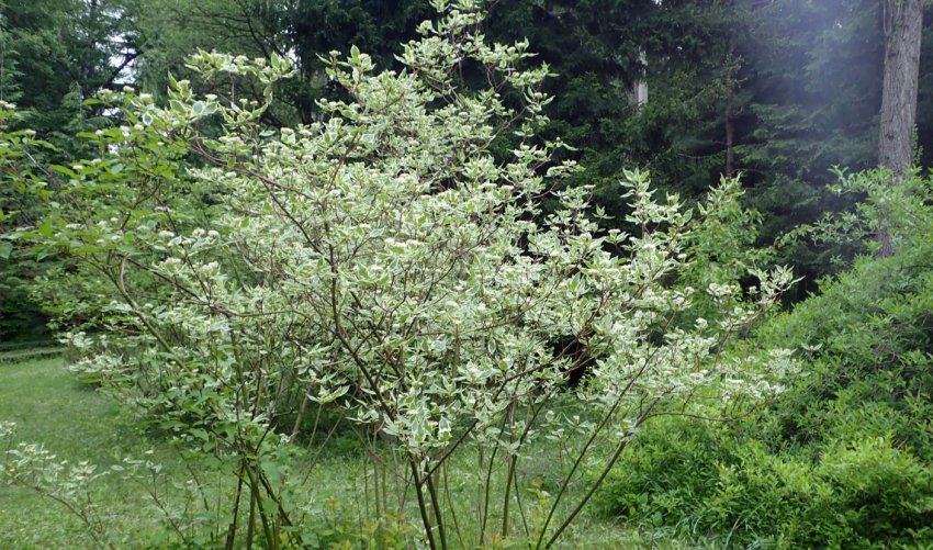 Бузина Argenteomarginata Бузина Argenteomarginata