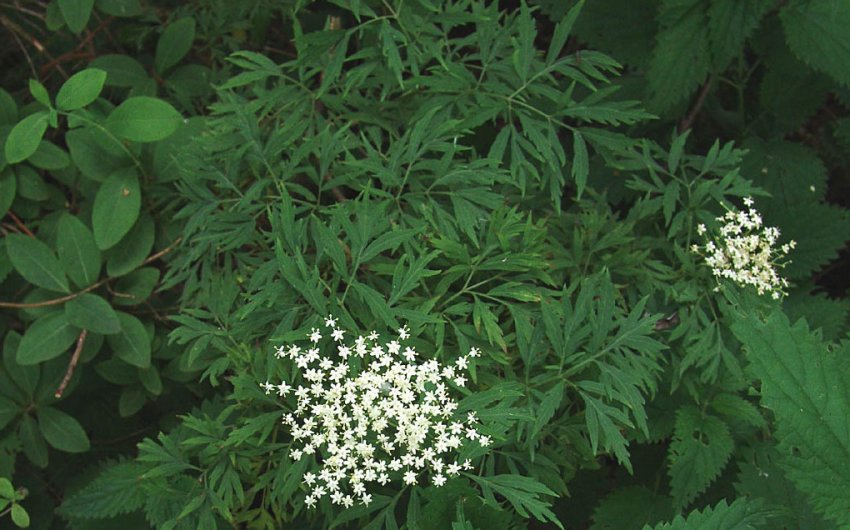 Бузина Laciniata Бузина Laciniata