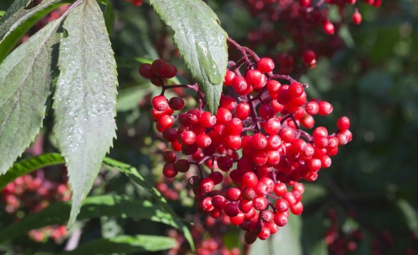 Канадська бузина Rubra Канадська бузина Rubra