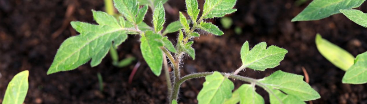 Когда и как правильно сажать рассаду помидоров: сроки и технология посадки