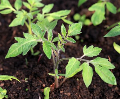 Коли і як правильно садити розсаду помідорів: терміни і технологія посадки