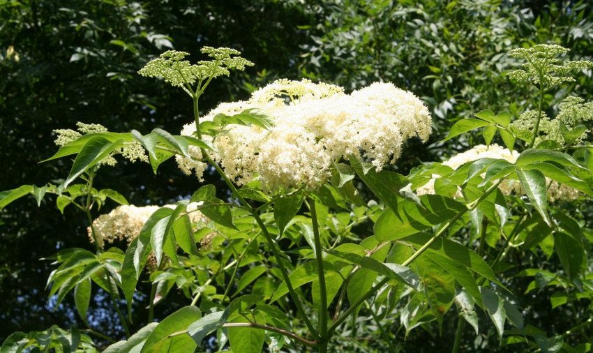 Канадська бузина Maxima Канадська бузина Maxima