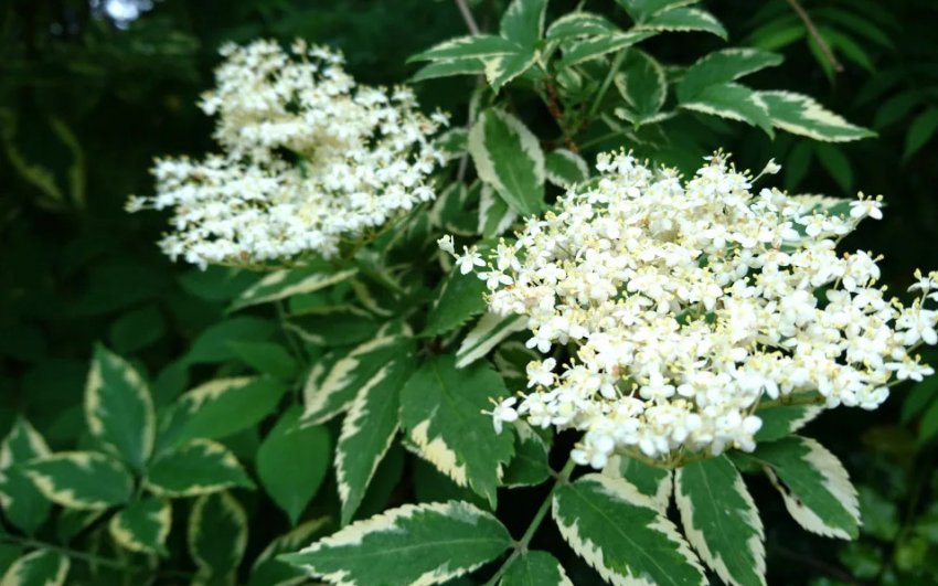 Бузина Marginata Бузина Marginata