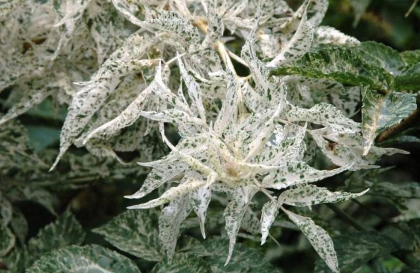 Канадська пестролистна бузина Pulverulenta Канадська пестролистна бузина Pulverulenta